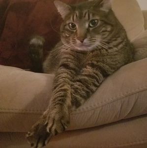 Meet your Posher, Morgan